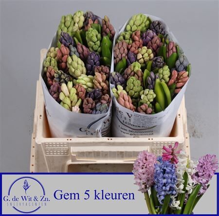 Hyac Gem 5 Kleuren
