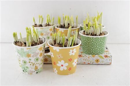 Arr4 Narcis Rn - Cups Spring Sereni