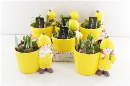 Arr4 Narcis Rn - Ker. Lemon Loonies
