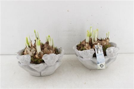 Arr4 Narcis Js - Vogel Drinkbak Mid