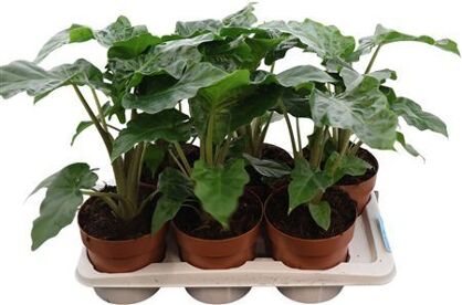 Alocasia Low Rider