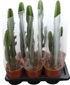 Euphor Acrurensis