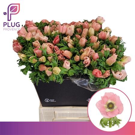 Anem Co Carmel Barbi