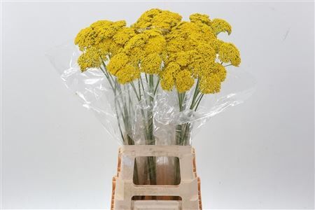 Achillea F Park Variety