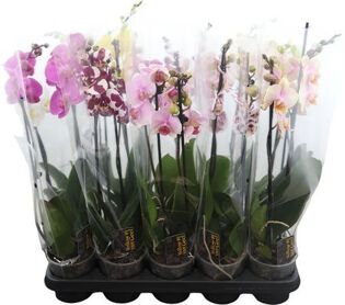 Phal Gem 5 Kl 2 Tak