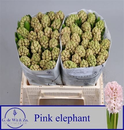 Hyac Pink Elephant