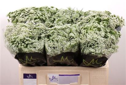 Ammi Vis Casablanca