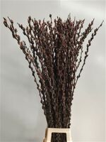 Salix Melanostachys P Stem