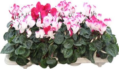 Cycl Indiaka Magenta