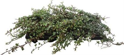 Hedera Helix Spetchley Hede H Spetchley
