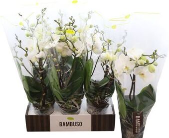 Phal Bambuso Inyo 2 Spike