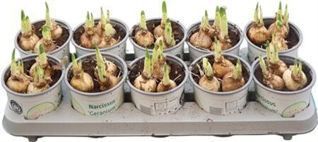 Narcis Taz. Geranium Wit