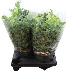 Phlebodium Davana