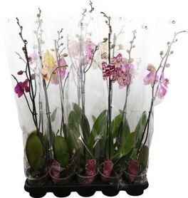 Phal Gem 1 Tak 10+