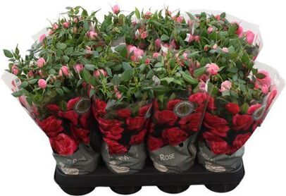 Rosa Amica Kordana Classic