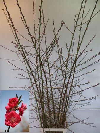 Prunus Red Xl