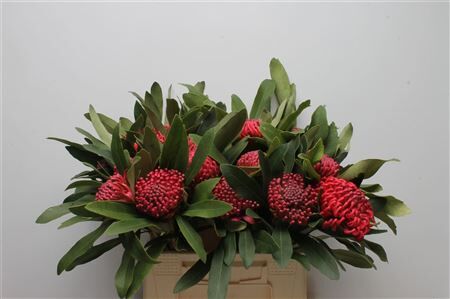 Protea Waratah