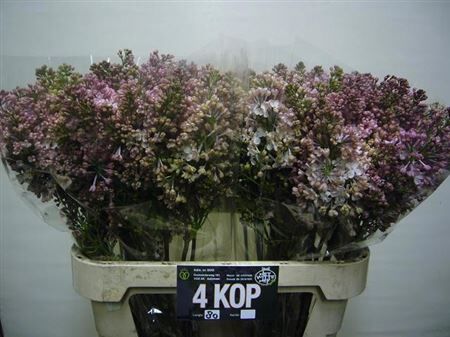 Syr Hy Maidens Blush