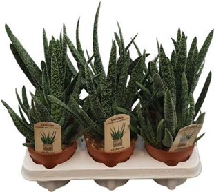 Gasteria Carinata Verrucosa
