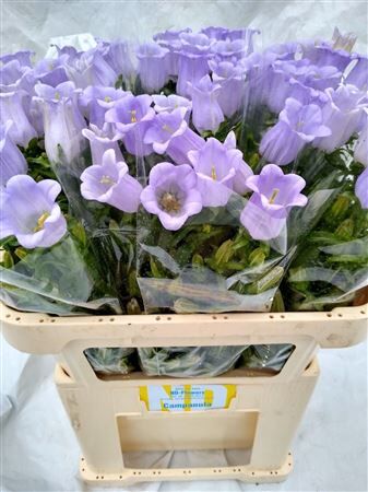 Camp M Champion Lavendel