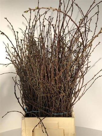 Kersenbloesem P Bunch