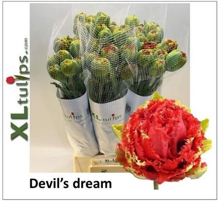 Tu Fr Du Devils Dream