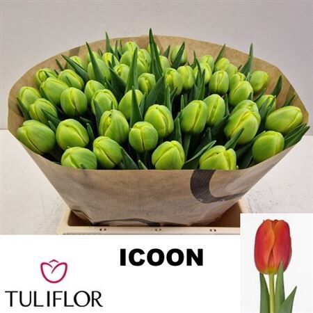 Tu Du Icoon