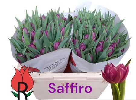 Tu Du Saffiro Mio