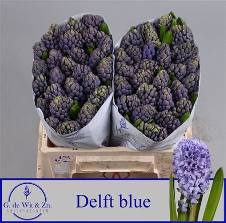 Hyac Delft Blue