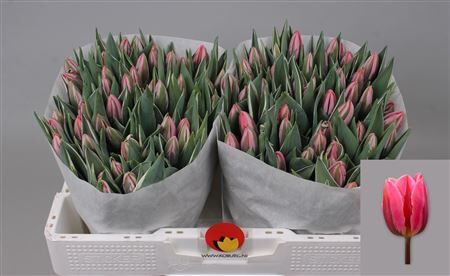 Tu En Pretty Princes