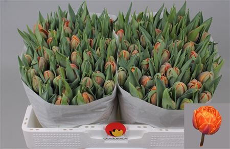 Tu Du Orange Princes