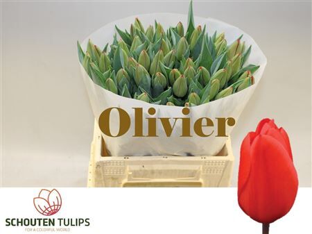 Tu En Olivier