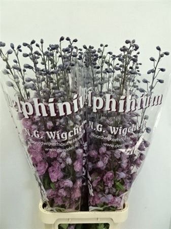 Delph Du Dewi Flamingo Pale Pink