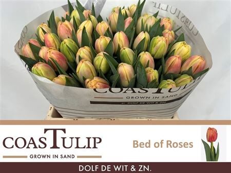 Tu Du Bed Of Roses