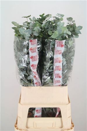 Euca Cinerea Super P Stem 100cm