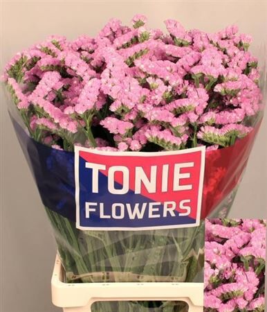 Lim S Fantasia Wings