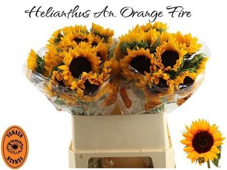 Helianthus Orange Fire