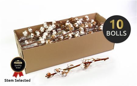 Dried Gossypium (katoen) 10 Bal