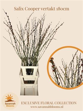 Salix Cooper Vertakt