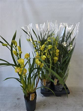 Cymbidium Ov Geel 2 Tak