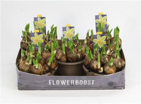 Narcis Tete A Tete 16