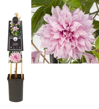 Clematis Multi Pink(r) Pbr