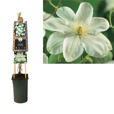Clematis Guernsey Cream