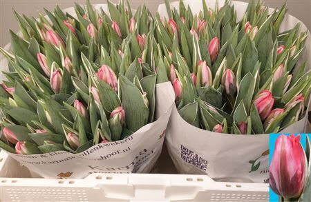 Tu En Pretty Princess