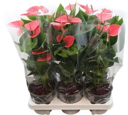 Anthu An Sweet Dream