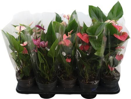 Anthu An Allstar Mix