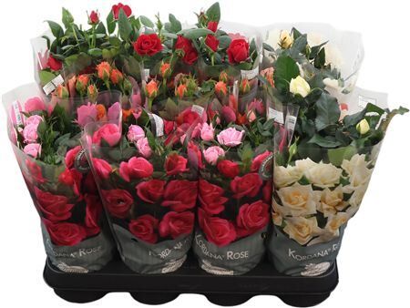 Rosa Gemengd Kordana Classic