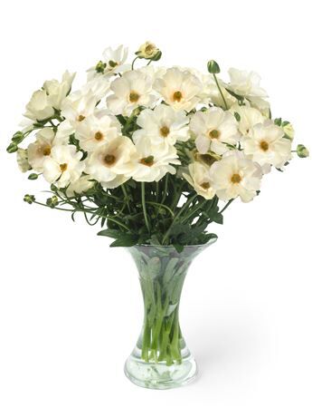 Ran Butterfly Keramos