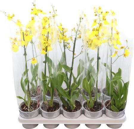 Oncidium A2 Lang 12 Cm