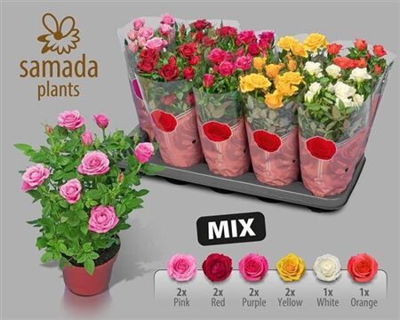 Ro Samadapl Gem 6 Sr